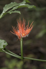 Gurania huebneri