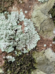 Lepraria normandinoides