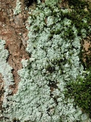 Lepraria normandinoides