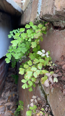 Adiantum capillus-veneris