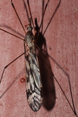 Pterelachisus