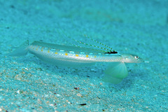 Trichonotus elegans