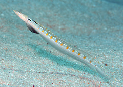 Trichonotus elegans