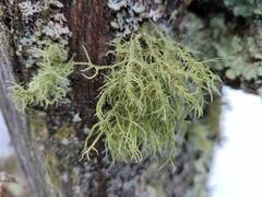 Usnea hirta