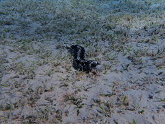 Holothuria leucospilota