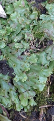 Marchantia