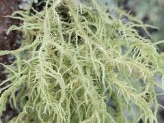 Usnea hirta