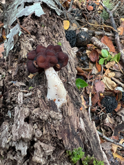 Gyromitra antarctica