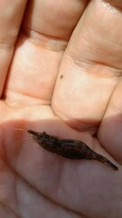 Atyaephyra desmarestii