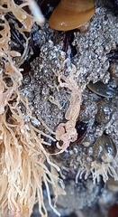 Caprella