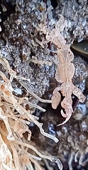 Caprella