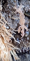 Caprella