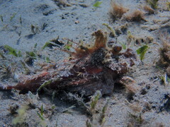 Inimicus filamentosus