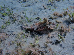 Inimicus filamentosus