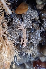 Caprella