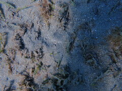 Inimicus filamentosus