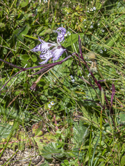 Dianthus superbus alpestris