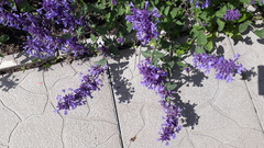 Nepeta × faassenii