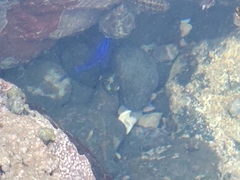 Stegastes acapulcoensis