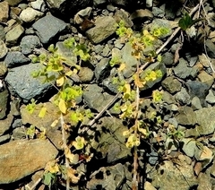 Helioscopia
