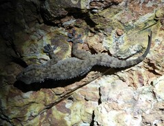 Tarentola parvicarinata