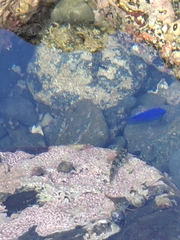 Stegastes acapulcoensis