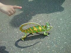 Chamaeleo calyptratus