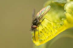 Phthiria tristis