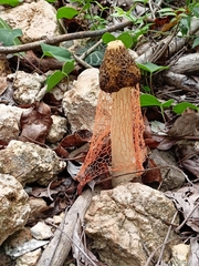 Phallus haitangensis