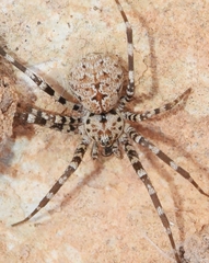 Hersiliola simoni