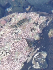 Actiniidae