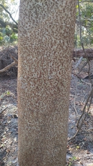 Enterolobium contortisiliquum