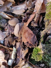Geastrum rufescens