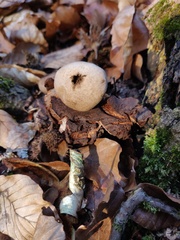 Geastrum rufescens