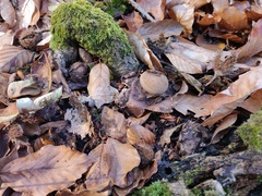 Geastrum rufescens