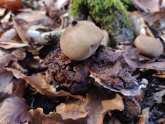 Geastrum rufescens