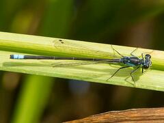 Ischnura damula