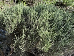 Dicerothamnus
