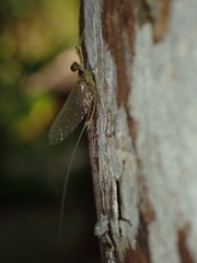 Afronurus kiangsuensis
