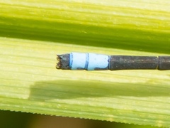Ischnura damula