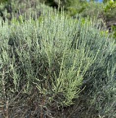 Dicerothamnus