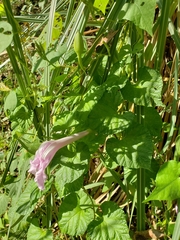 Ipomoea macrorhiza