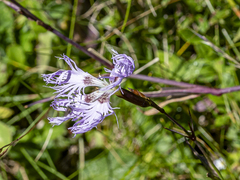 Dianthus superbus alpestris