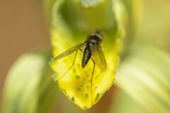 Phthiria tristis