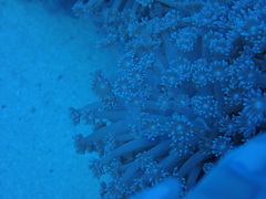 Periclimenes yucatanicus