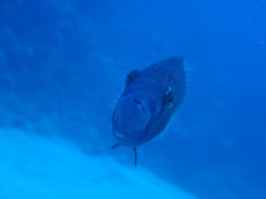 Oxycheilinus digramma