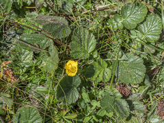 Geum montanum
