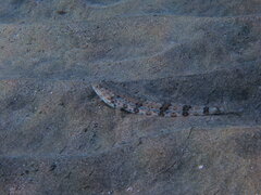 Synodus dermatogenys