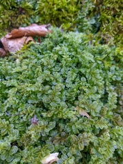 Plagiomnium undulatum