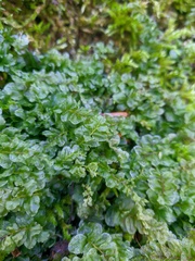 Plagiomnium undulatum